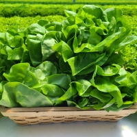 [만원의 행복]  GAP 인증 유러피안샐러드(푸)