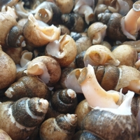 자연산 흑골뱅이 1kg  (기본, 대 ) 자숙