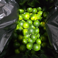 [제주] 산지직송 제주도 청귤 2kg/3kg/5kg/10kg