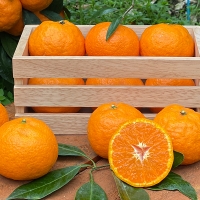 [오커늘푸] 찐한 카라향 제주 카라향 2kg 3kg 5kg