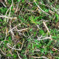 남해 세척냉이(푸)