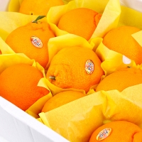 [농협공판장] 정성드린 한라봉세트 3kg(10과내)  1박스/2박스