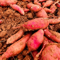 명품해남 꿀밤고구마(푸)