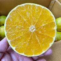 제주 황금향 1kg~4.5kg (산)