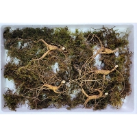 이석철농가 11년근이상 산양 산삼 9뿌리