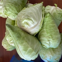 [신한카드 할인] 프리미엄 제주 고깔양배추