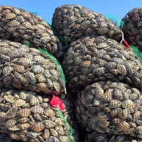 자연산 남해  활  바지락(푸)