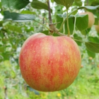 [1만원균일가][청송_햇사과] 부사 1kg [중소과/중대과]