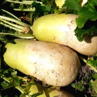 [농협] 한아름드린 신선 무 3kg/5kg/10kg(특/개당중량1~3kg)