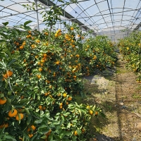 [오커최고] 시원 찐한 카라향 제주 카라향