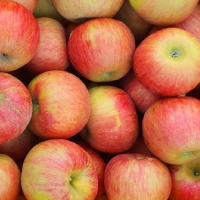 [첫출하/DMZ 철원사과] 고당도 철원사과 부사 [3kg-5kg][소과/중과/대과]