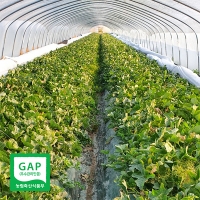 부드러운 과육 고당도 설향메론(푸)