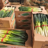 [서진도농협] 진도 대파 3단(3kg) 지리적표시인증