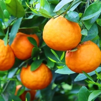  [농장직송] 제주 고당도 카라향 로얄중과 [1.5kg~4.5kg] 