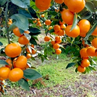 [부엌애] 제주  당일선별 하우스 타이벡농법 감귤 로얄과(S-M) 3kg