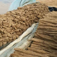 비옥한 흙에서 비롯된 신선한 산마,장마(푸)