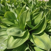 활용도 높은  잎명이나물