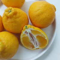 [제주직송] 프리미엄 한라봉