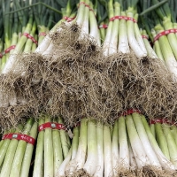 [서진도농협] 진도 대파 3단(3kg) 지리적표시인증