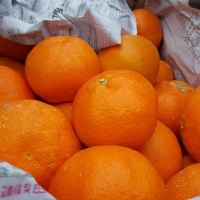 [신한카드할인]새콤달콤 감귤 제주 고당도 꿀 레드향 2kg 3kg 5kg