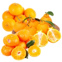 [제주향기] 탐나는 제주만감 3종묶음세트(한라봉3kg9과내+천혜향3kg12과내+레드향3kg12과내)