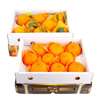 [제주향기] 탐나는 제주만감 2종묶음세트(한라봉3kg10-12과+천혜향3kg13-15과)