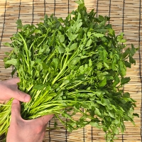 [신한카드 할인] 청정지역이 키워낸 청도미나리