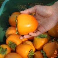 [주말특가] 국내산  전남 대봉감 곶감용 홍시용 대봉 감 2kg