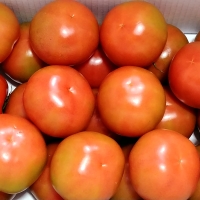 [농협공판장] 보석 완숙토마토 5kg(1-2번과)