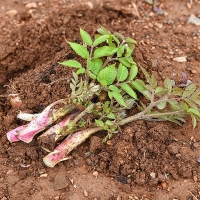 [보름데이] 국내산 참두릅(푸)