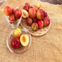 [산지직송] 새콤하고 달콤한 국내산 하우스 자두(300g/500g/1kg/1.5kg)