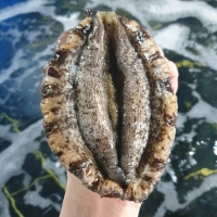 완도 최고급 전복 8-9미 1kg