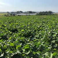 명품해남 꿀밤고구마(푸)