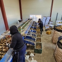 [만원의 행복] 포슬포슬 속이 꽉찬 햇감자(푸)