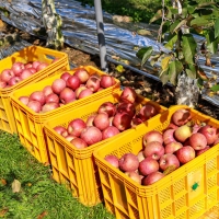 [주말특가]사과최고 달콤아삭 부사 사과 가정용 소과 중과 대과 혼합 