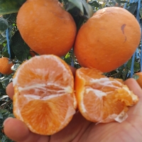 [신한카드 할인] 프리미엄 고당도 레드향(푸)