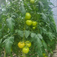 [오커캄스] 완숙 토마토 2kg 3kg 5kg 1~3번