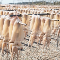  [주말특가]청정지역 구룡포 반건조 오징어(푸)