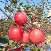 [보름데이] 세척  부사사과(푸)