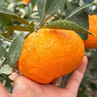 [농장직송] 당도선별_고당도 수라향 [1.5kg-4.5kg]