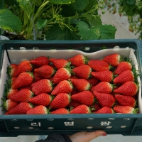 [산지직송] GAP_담양 설향딸기/홍희딸기 [350g/500g]