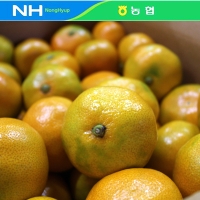 [만원의 행복] [제주감귤농협] 노지감귤 [2.5kg-4.5kg]