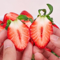 [백억] 과즙 가득 논산 설향딸기 350g/700g