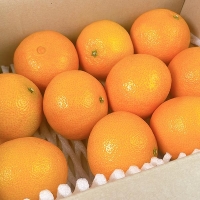 [황금최고] 제주 황금향 2kg 3kg 4kg 5kg  오커