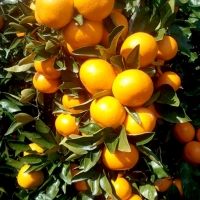 [부엌애] 제주  당일선별 하우스 타이벡농법 감귤 로얄과(S-M) 3kg