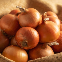 [만원의 행복] [무안직송] 달큰 아삭 양파 3kg 5kg 소 중대 사이즈 흰양파