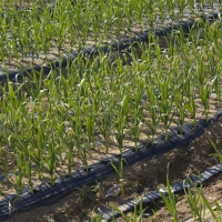 [만원의 행복] [마늘최고] 국내산 깐마늘 1kg 중 대 1팩 2팩