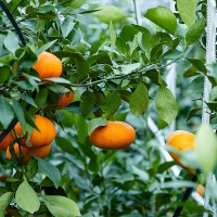 황금빛 속 붉은 매력  제주  레드향