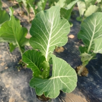 셰계적인 슈퍼푸드 케일(푸)