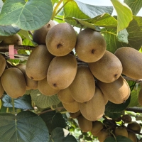 [주말특가] 키위최고 국내산 키위 골드키위 1kg 2kg